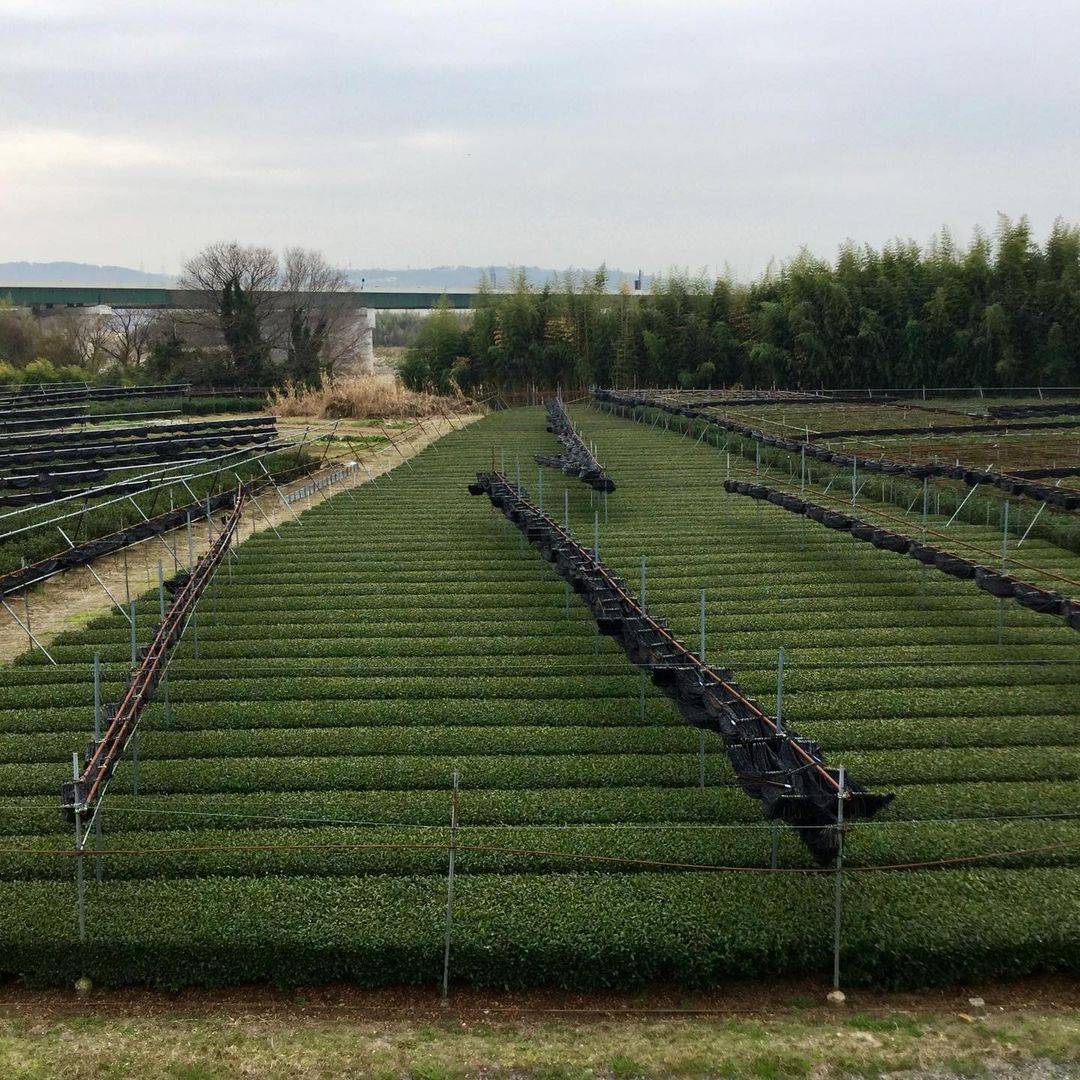 Shaded tea fields in Kyoto where our matcha is grown